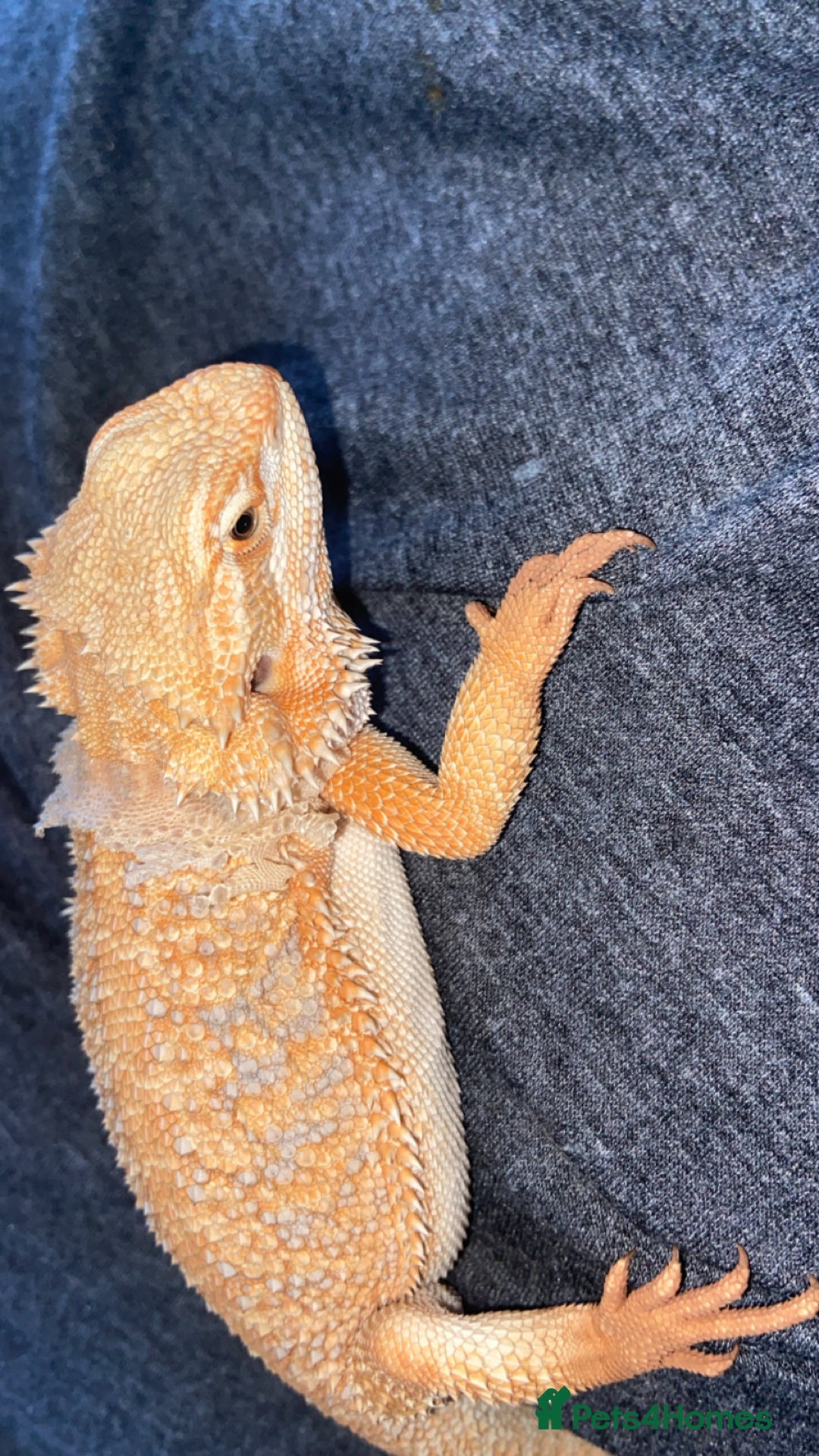Bearded Dragon reptiles for sale: Female hypo baby bearded dragon - Image 2