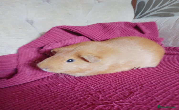 Guinea Pig rodents - Advert 5