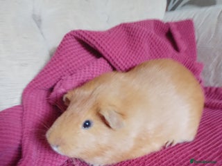 Guinea Pig rodents - Advert 27