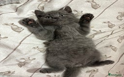 Mixed Breed cats for sale: Beautiful fur babies BSH x Scottish Straight - Image 1