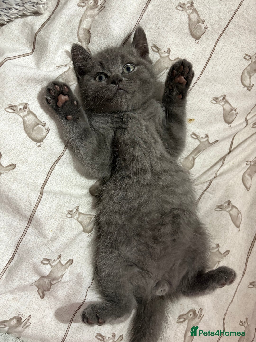 Mixed Breed cats for sale: Beautiful fur babies BSH x Scottish Straight - Image 1