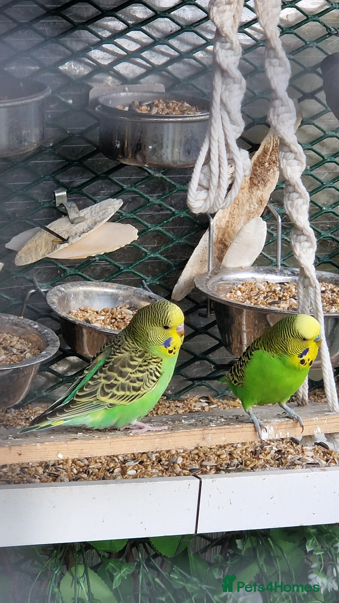 Budgerigars birds for sale: 3x 9 week old budgies ready now - Advert 2