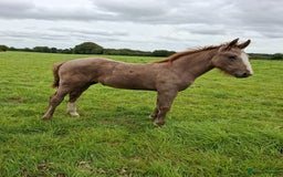 Irish Draught horses for sale: Irish Draught/ISH foals for sale  - Image 2