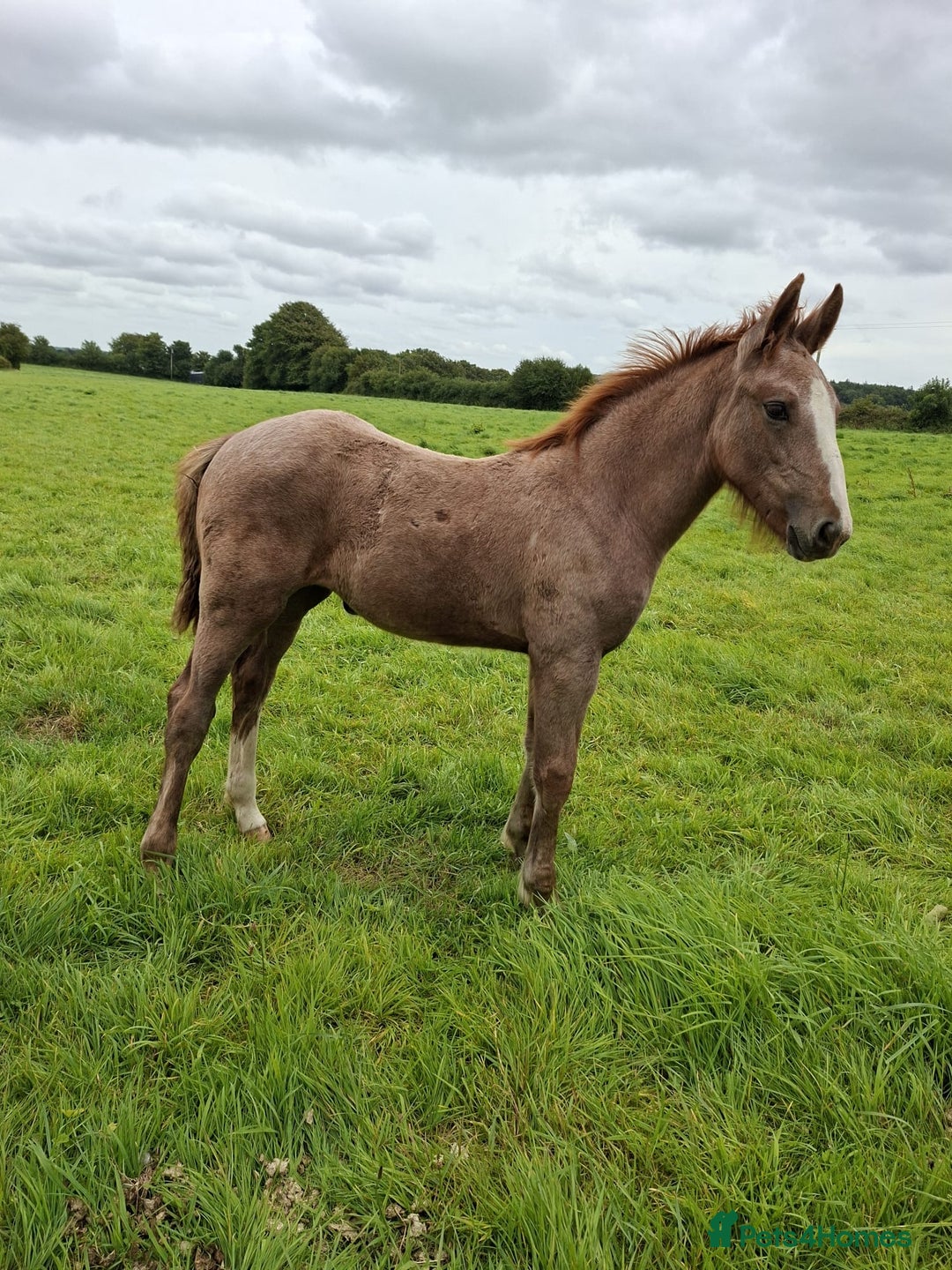 Irish Draught horses for sale: Irish Draught/ISH foals for sale  - Image 2