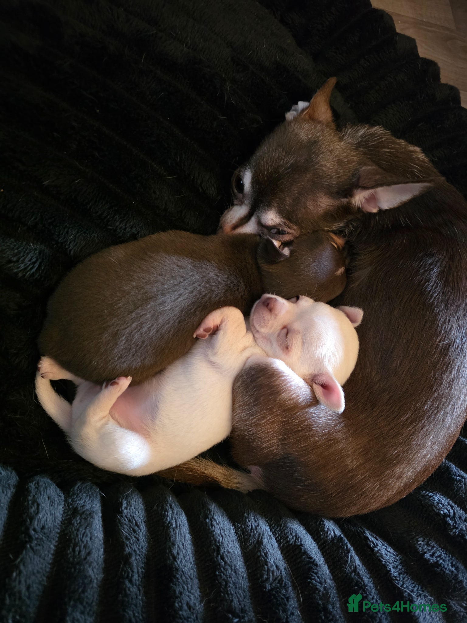 Chihuahua dogs Pedigree club registered chihuahua puppies - Advert 10