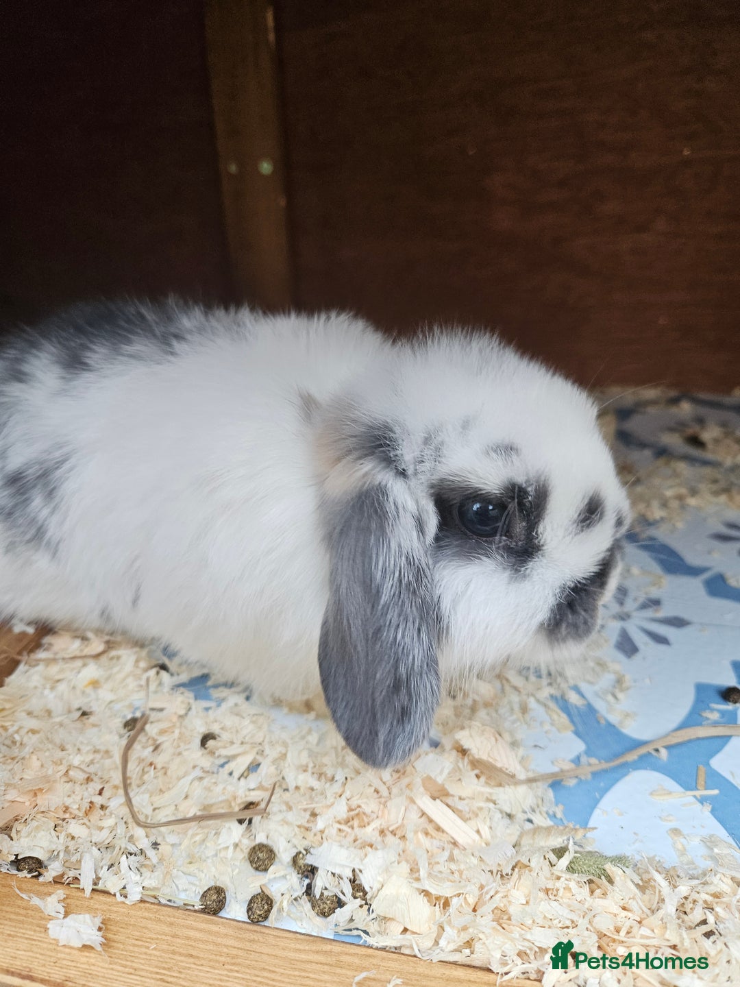 Mini Lop rabbits for sale: Gorgeous little boy mini lop 💙 - Advert 3