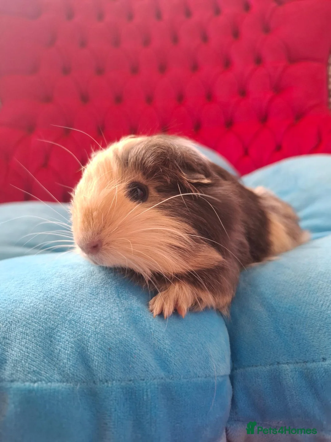 Guinea Pig rodents for sale: Long smooth coated sheltie - Advert 12