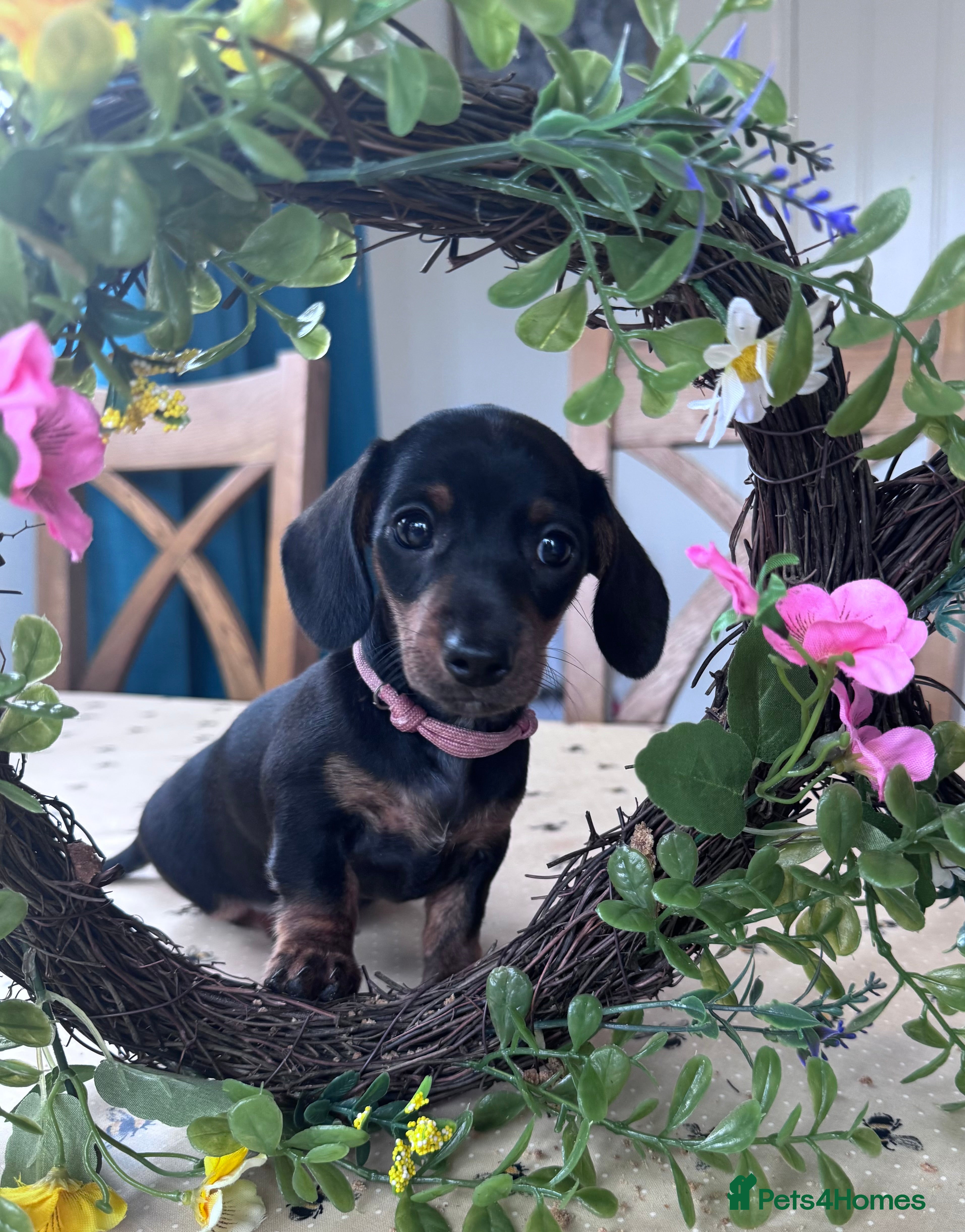 Miniature Dachshund dogs *Ready today*, Female MiniDachshunds - Advert 7