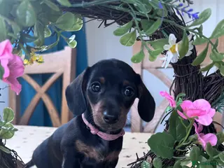 Miniature Dachshund dogs *Ready today*, Female MiniDachshunds - Advert 7