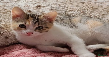 Mixed Breed cats - Advert 14