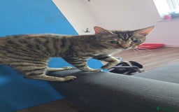 Mixed Breed cats for sale: Female cat for rehoming - Image 2