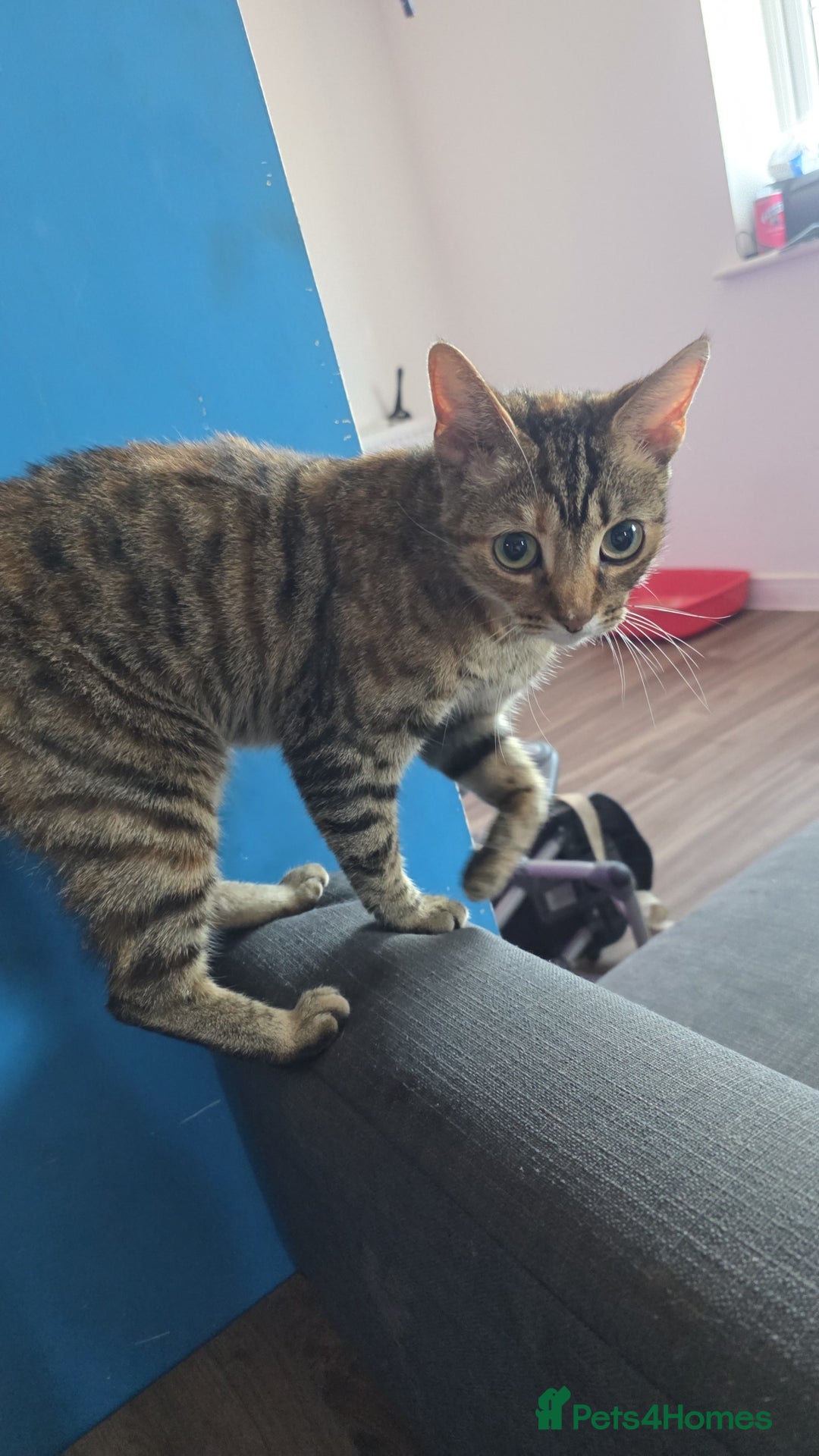 Mixed Breed cats for sale: Female cat for rehoming - Image 2
