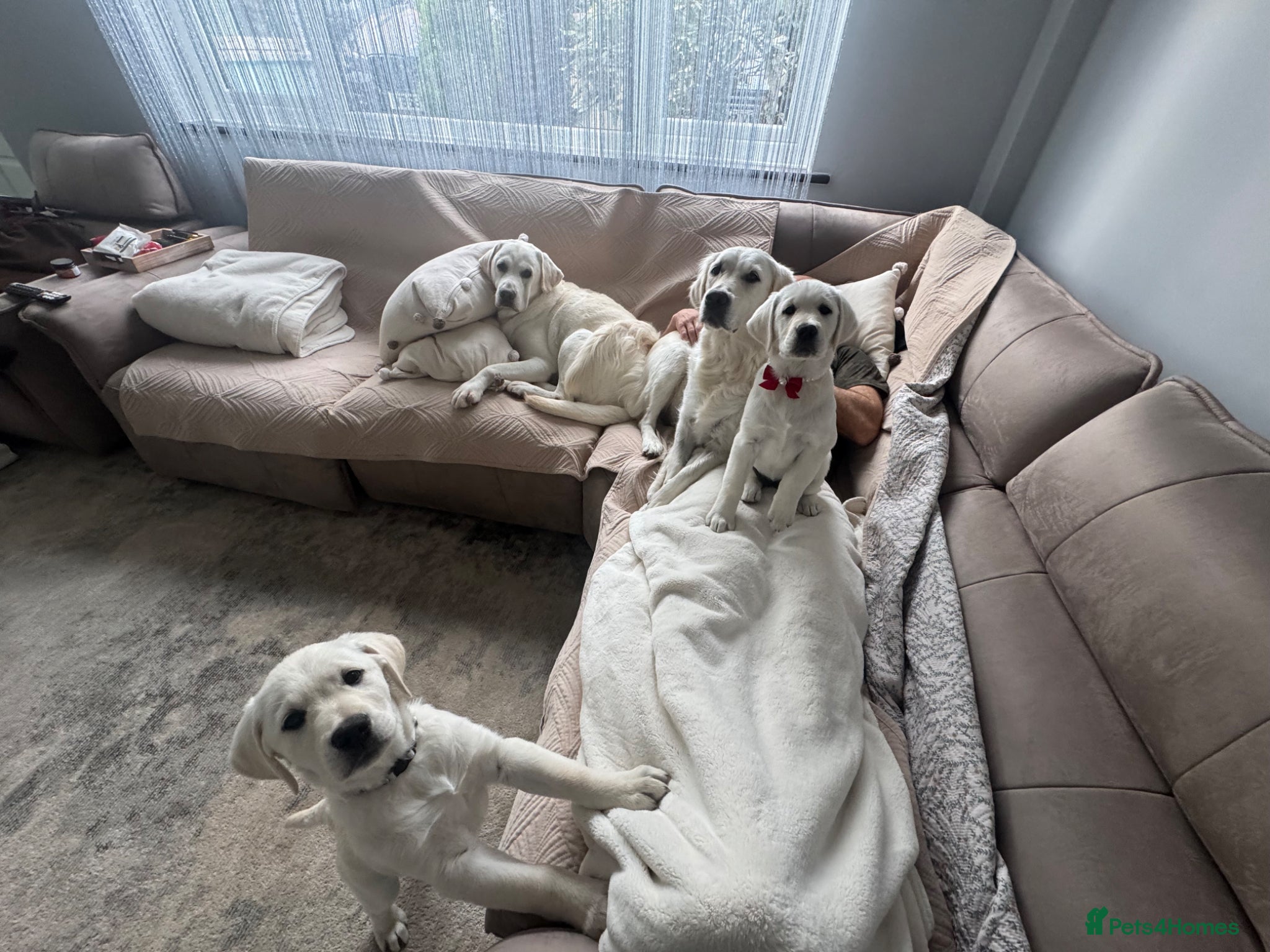 Goldador dogs Adorable White Golden Retriever x Labrador Pups  - Advert 20