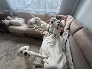 Goldador dogs Adorable White Golden Retriever x Labrador Pups - Advert 20