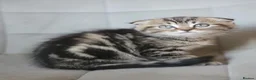 Scottish Fold cats for sale: Beautiful and healthy Scottish fold mixed - Advert 8