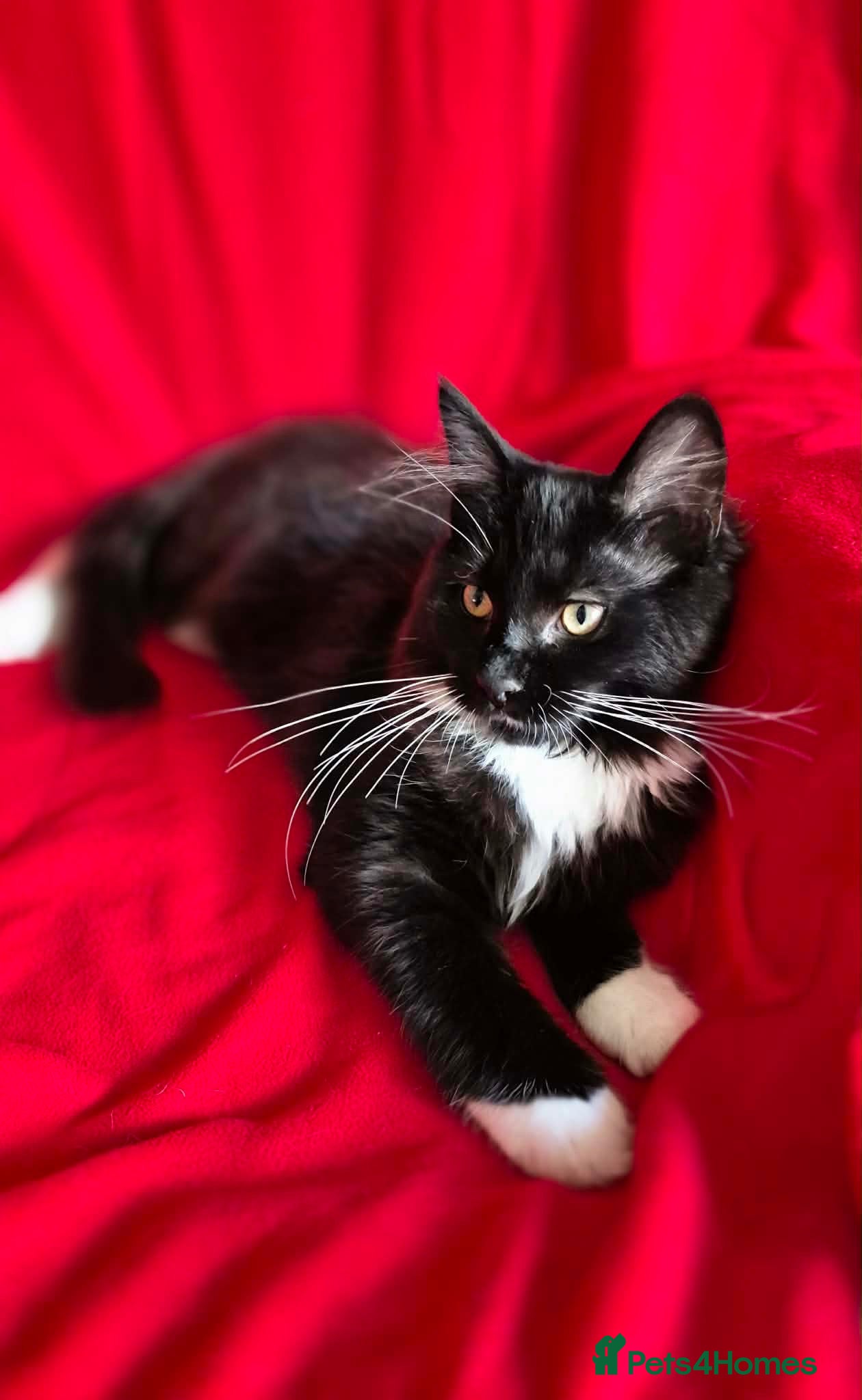 Maine Coon cats TICA registered Stunning Big boys - Advert 1