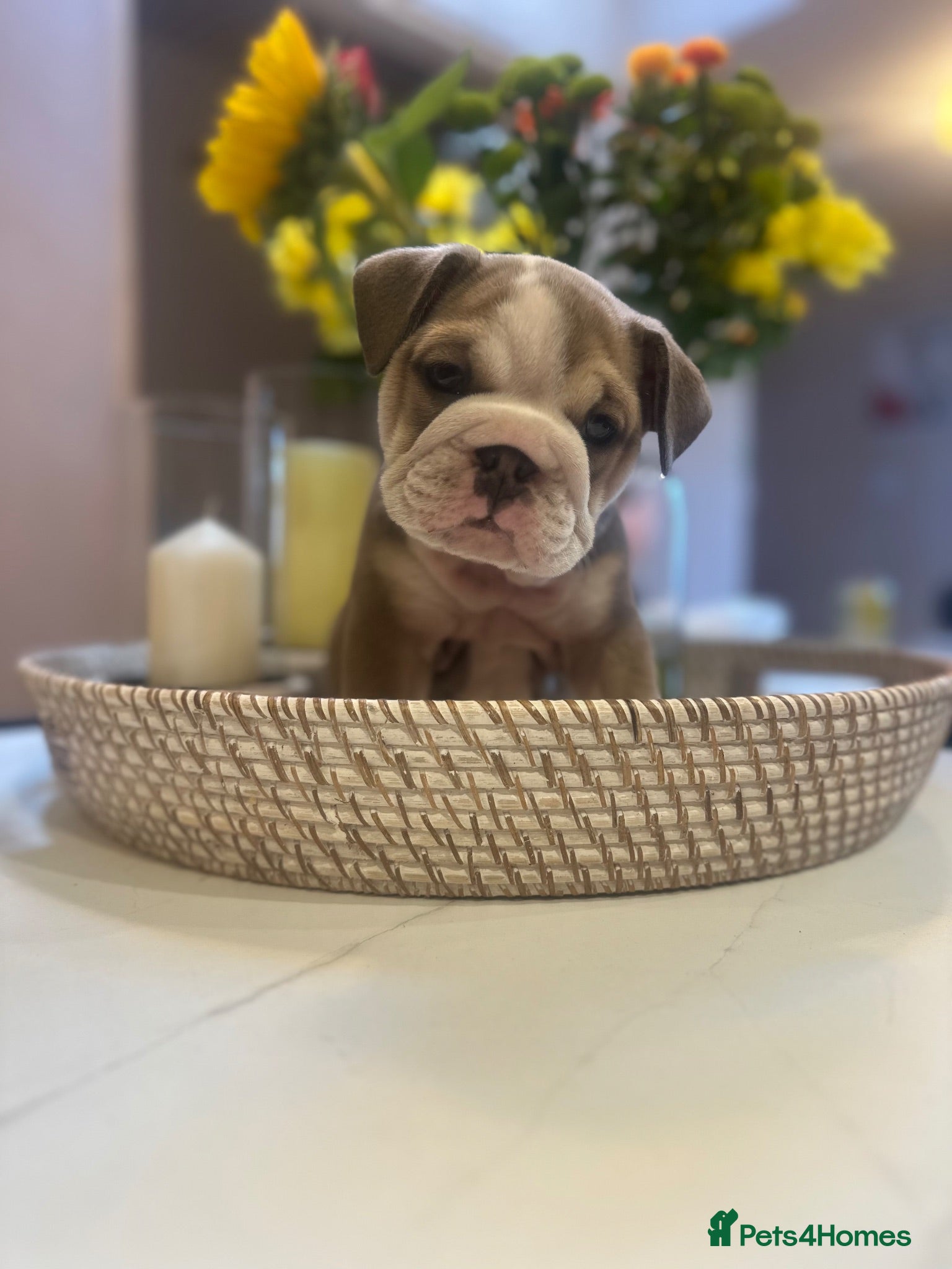 English Bulldog dogs ADORABLE ENGLISH BULLDOG PUPPIES! 🩵🩷 - Advert 5