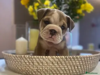 English Bulldog dogs BEAUTIFUL CHUNKY ENGLISH BULLDOG PUPPIES! 🩵🩷 - Advert 6