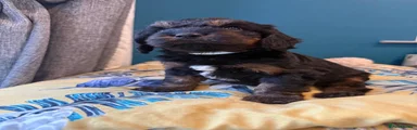 Cockapoo 3