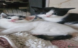 Selkirk Rex cats for sale: Adorable Selkirk Rex Kittens (Straight ) - Image 6