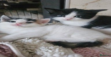 Selkirk Rex cats - Advert 14