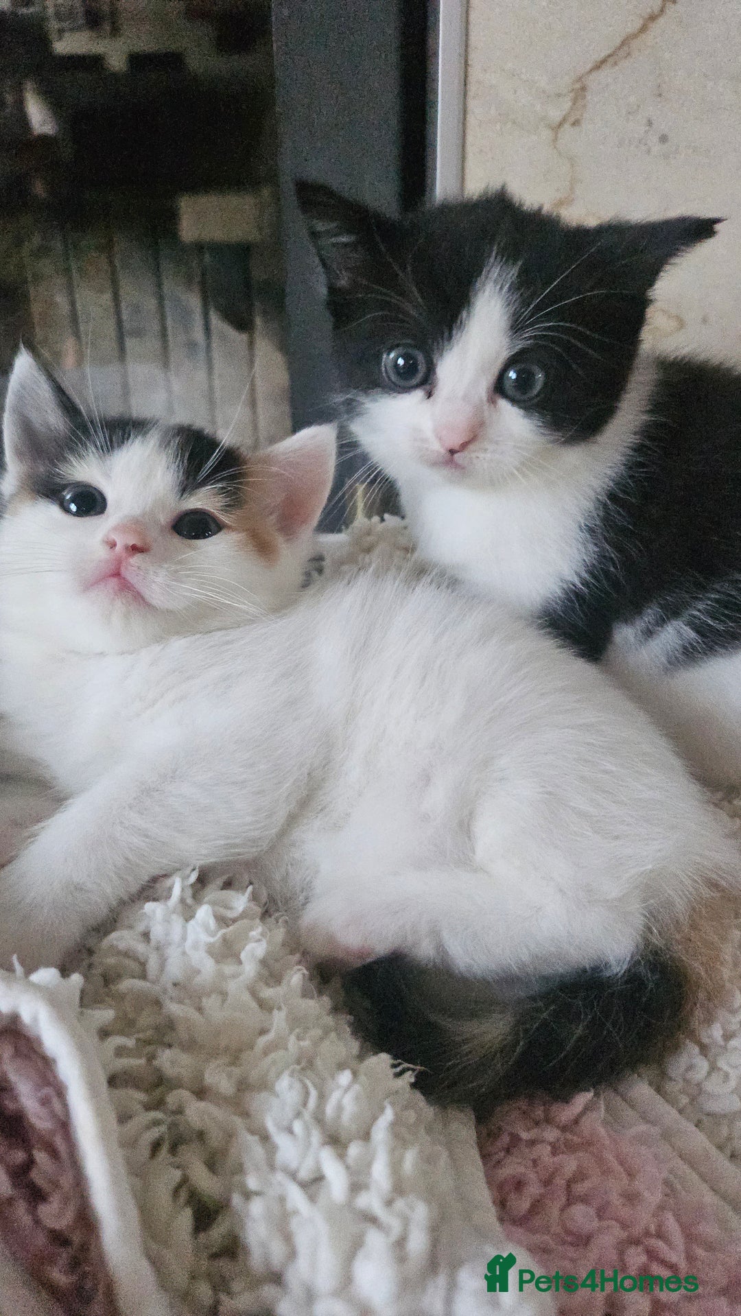 Selkirk Rex cats for sale: Adorable Selkirk Rex Kittens (Straight ) - Image 6