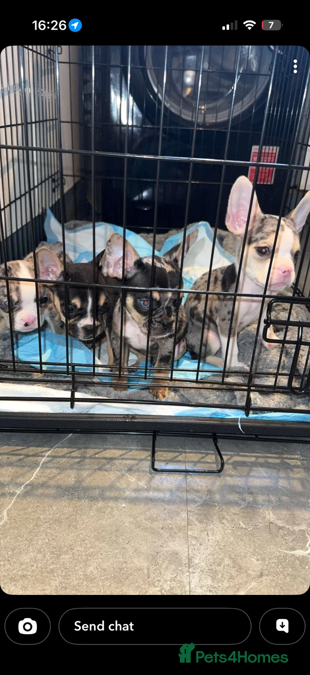 Mixed Breed dogs for sale: French bulldog cross  - Advert 3