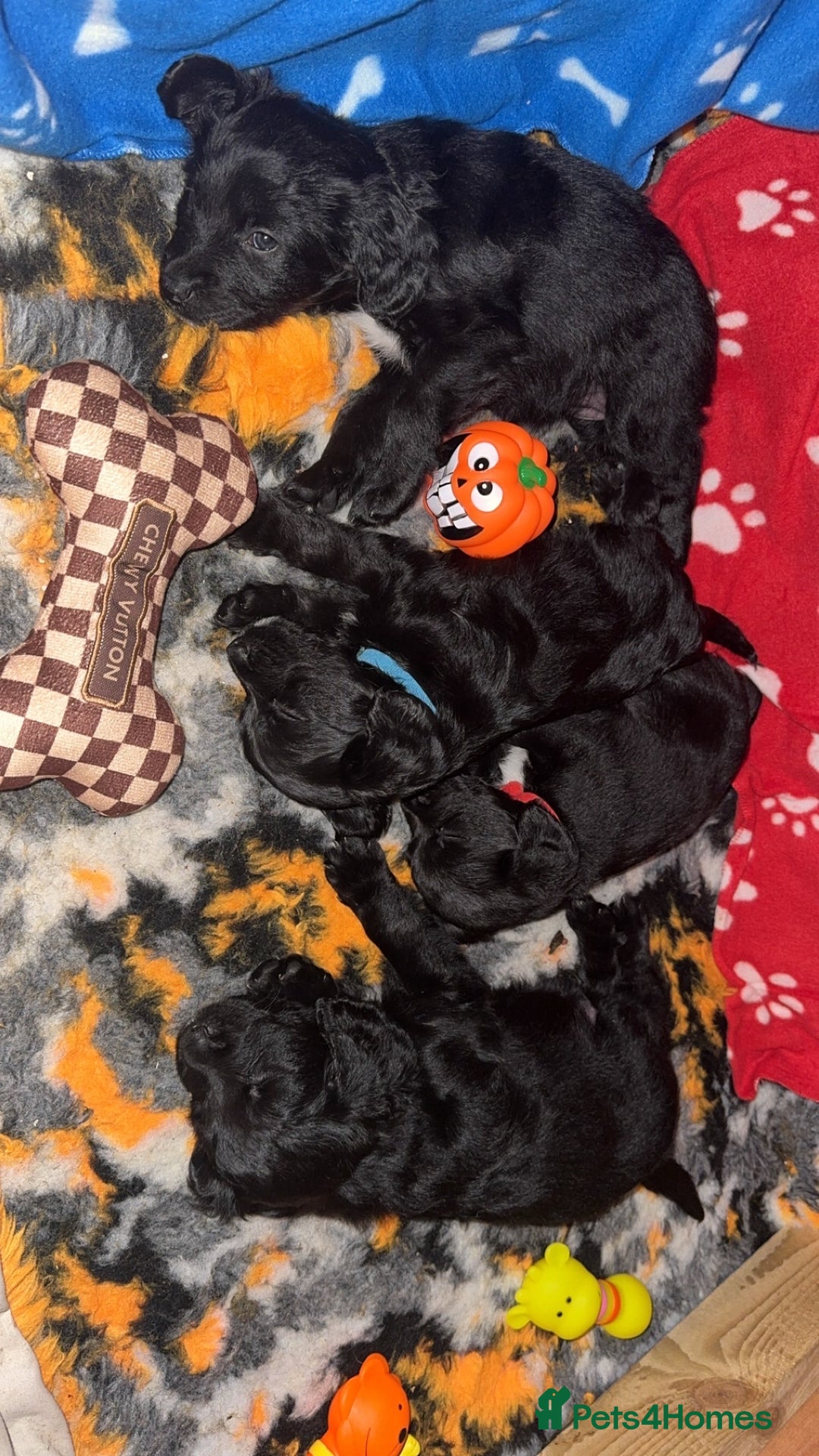 Mixed Breed dogs for sale: 4 Gorgeous Cocker Spaniel Cross Border Collies - Image 1
