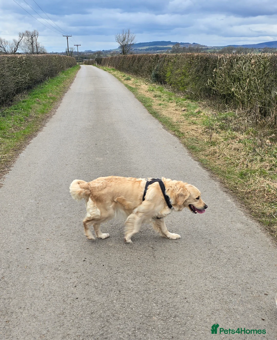 Golden Retriever dogs for sale: Amber is pregnant! - Advert 4