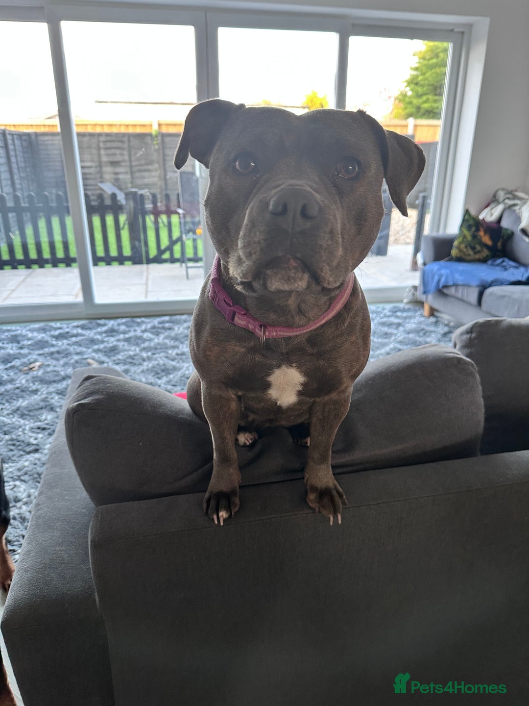 Staffordshire Bull Terrier dogs for sale: Amazing blue Staffordshire puppies - Advert 2