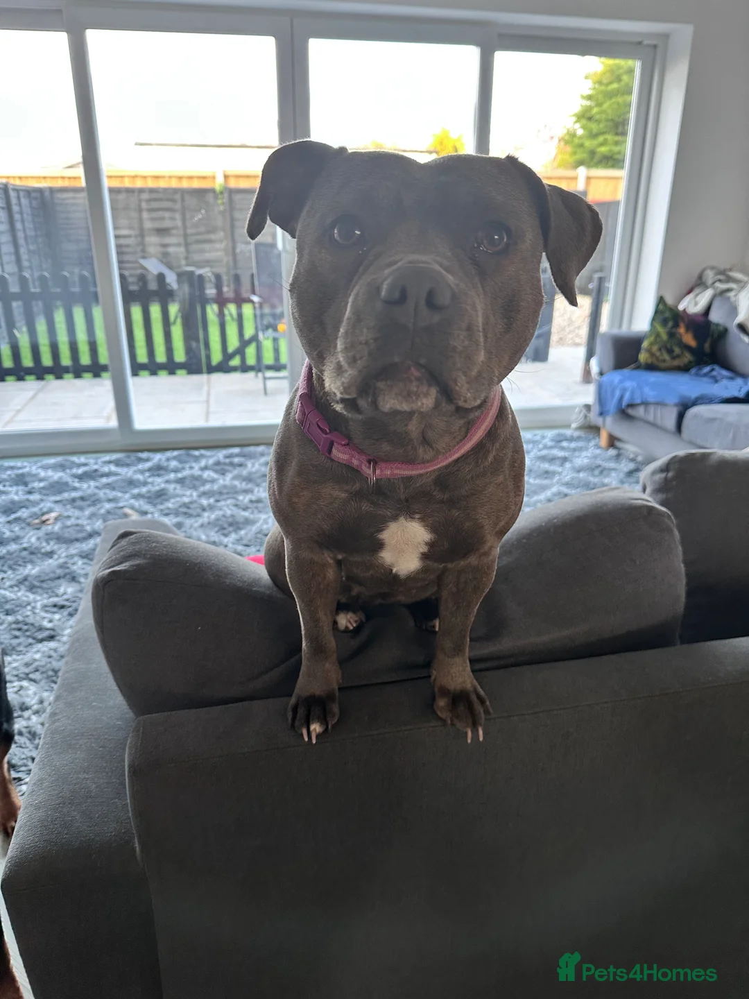 Staffordshire Bull Terrier dogs for sale: Amazing Staffordshire puppies - Advert 4