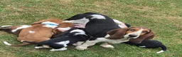 Basset Hound dogs for sale: KC BASSET HOUND PUPPIES  - Advert 8