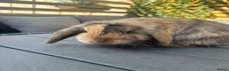 Mini Lop rabbits for sale: Mini lop boys available now in Kettering - Advert 5