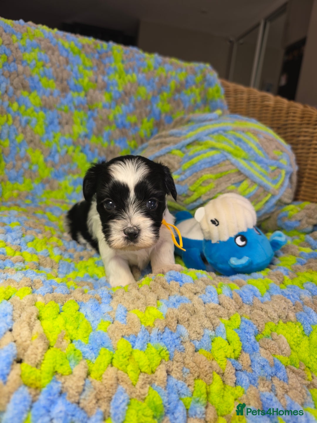 Biewer Terrier dogs for sale: Pure breed Biewer Terrier puppies 4 Generation  - Image 14