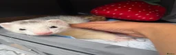 Ferret rodents for sale: 2 Male ferrets  - Advert 2
