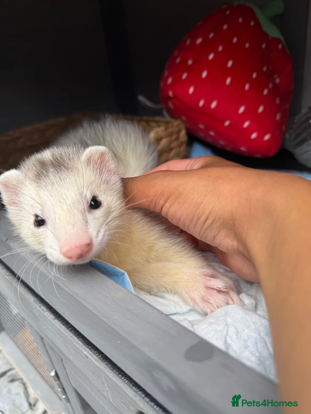 Ferret rodents for sale: 2 Male ferrets  - Advert 2