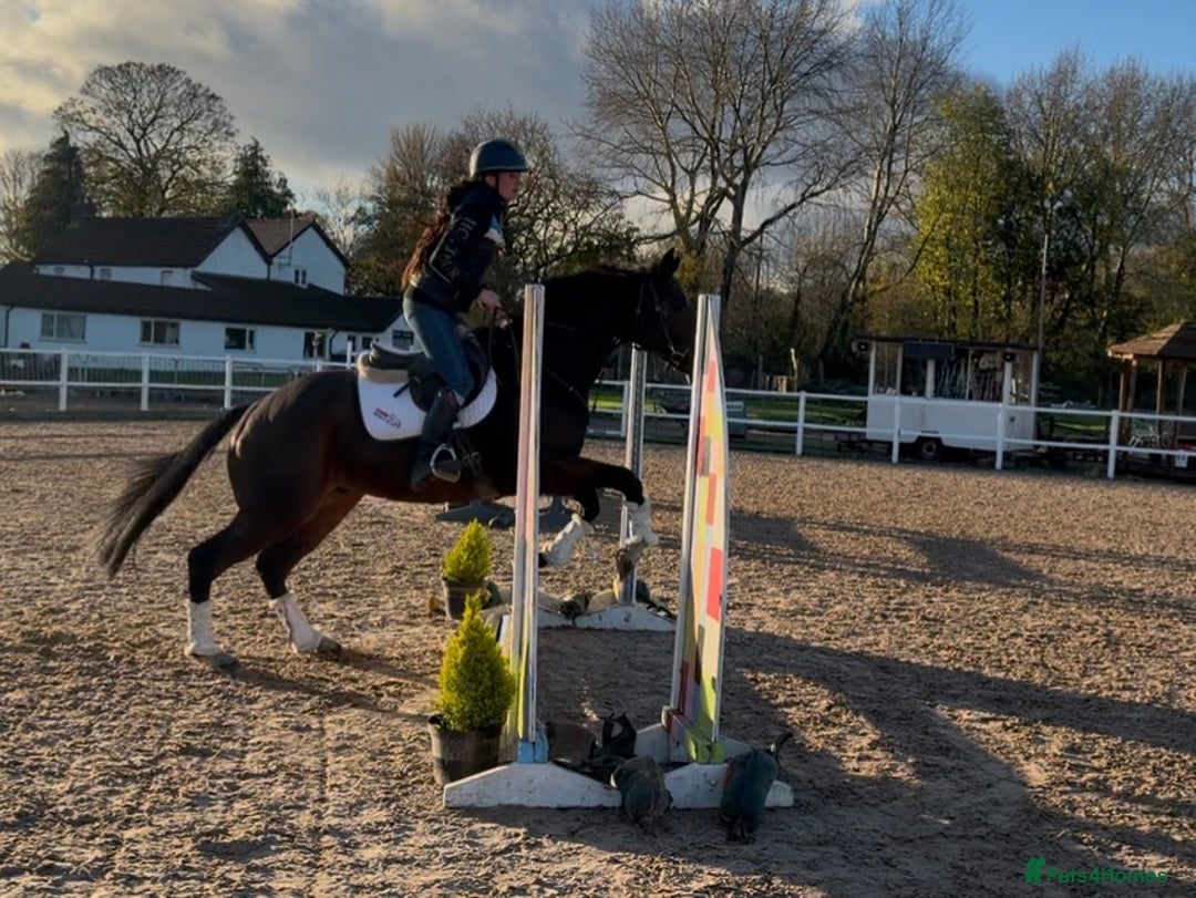 English Thoroughbred horses for sale: Smart Project  - Advert 7