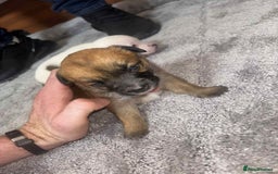Mixed Breed dogs for sale: Chihuahua and Jack Russell mix puppies - Image 3