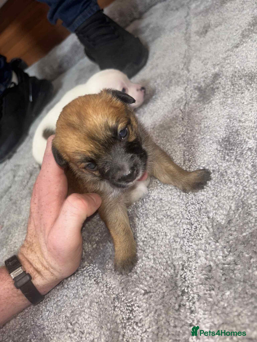 Mixed Breed dogs for sale: Chihuahua and Jack Russell mix puppies - Image 3