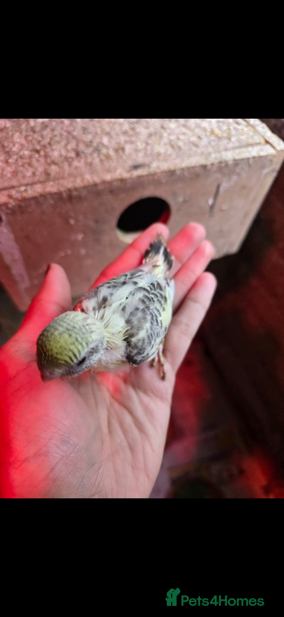 Budgerigars birds Tame baby budgies  - Advert 8