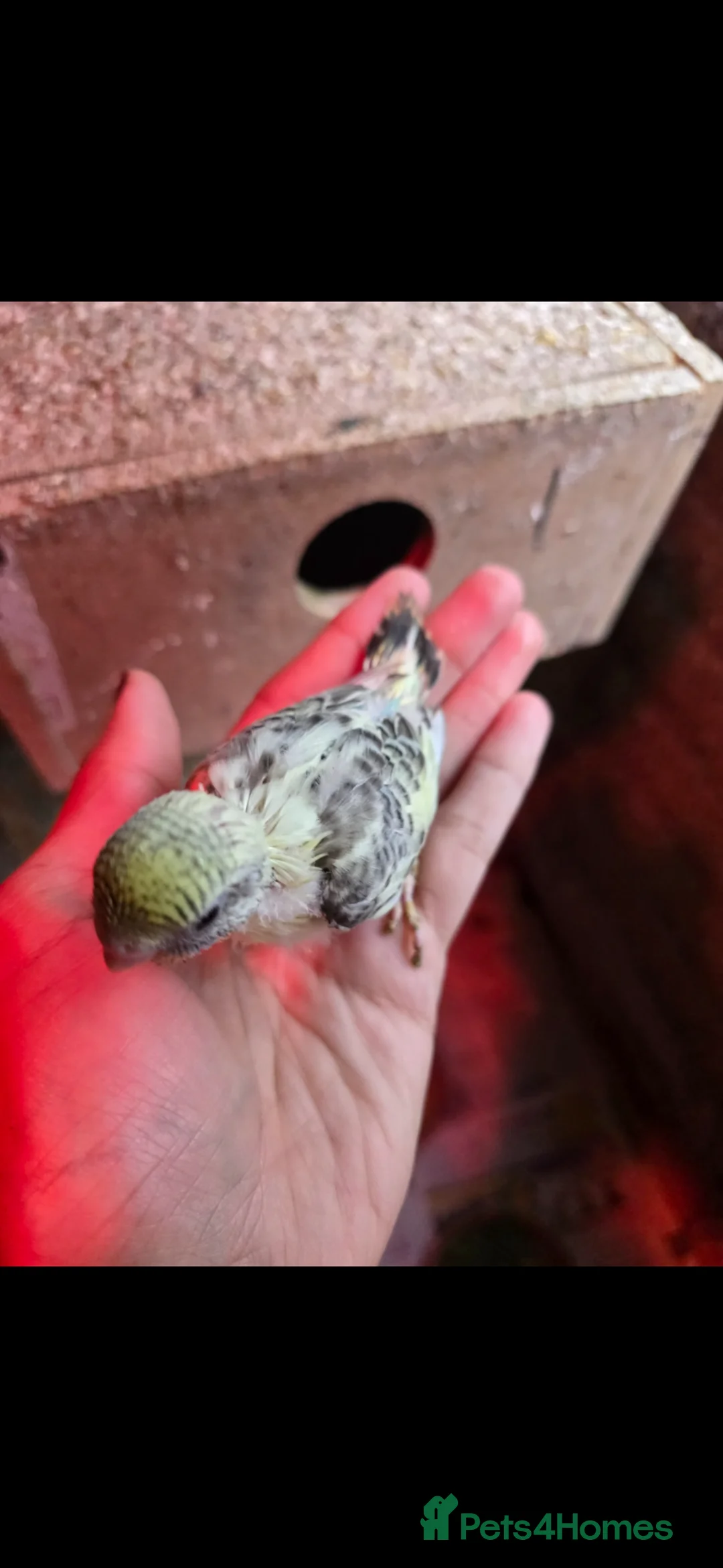 Budgerigars birds for sale: Tame baby budgies  - Advert 1