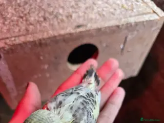 Budgerigars birds Tame baby budgies - Advert 8