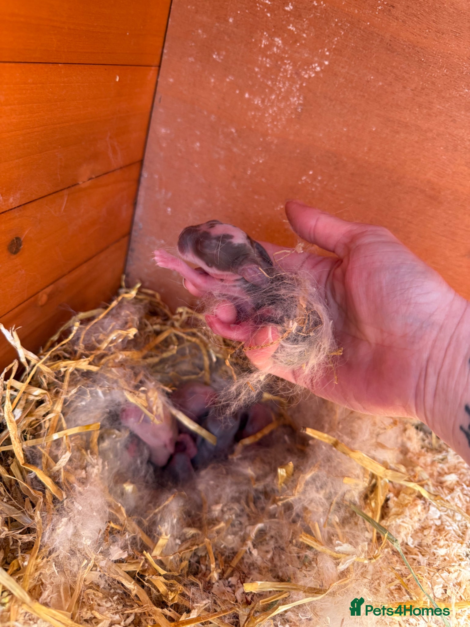 French Lop rabbits 5 x Giant French Lop Bunnies  - Advert 18