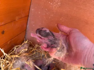 French Lop rabbits 5 x Giant French Lop Bunnies - Advert 18