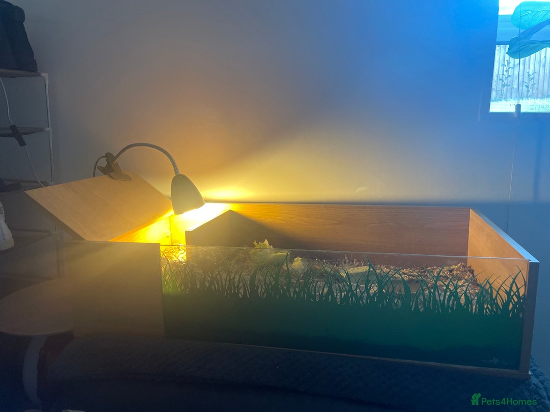 Hermann Tortoise reptiles for sale: Hermann Tortoise - Advert 4