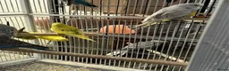 Budgerigars birds for sale: BEAUTIFUL BUDGIES FOR SALE - Advert 4
