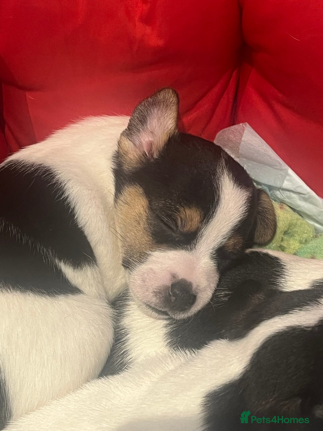 Mixed Breed dogs for sale: First litter of 7 Jack Russel puppies  - Advert 18