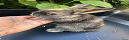 Harlequin rabbits for sale: Gorgeous harlequin mini lops - Advert 28