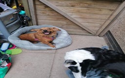 Mixed Breed dogs for adoption: 💖🐶 SANDY 🐶💖 - Image 14