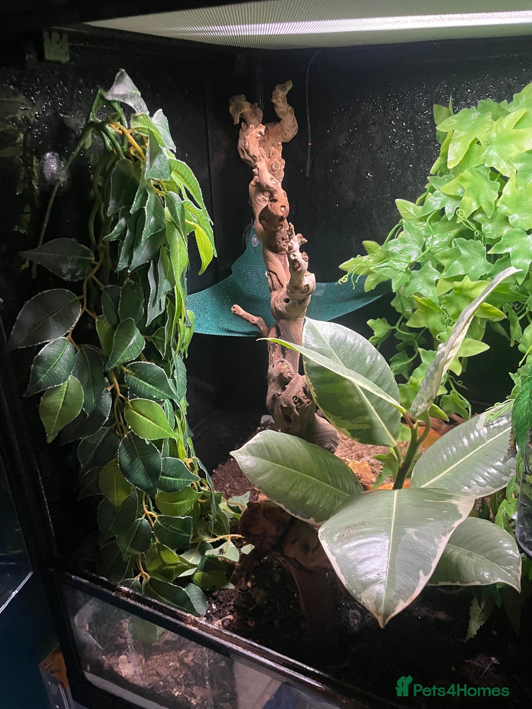 Gecko reptiles for sale: 2 crested geckos & 2 gargoyle geckos with setups - Image 14